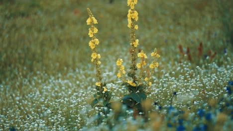 yellow agrimonia eupatoria flowers on the long stems surrounded by white and blue flowers on the summer meadow