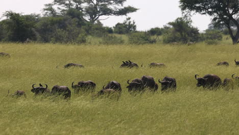 Lines-of-buffalo-walking-through-the-grasslands-in-Tanzania,-Africa