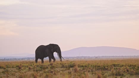 african elephant at sunrise in masai mara, kenya, africa, beautiful large male with big tusks, wildlife safari animals, walking eating feeding and grazing in sunset savanna landscape, maasai mara