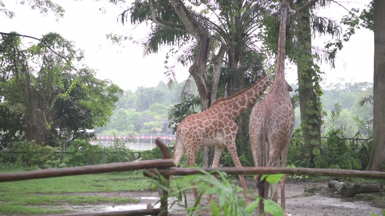 Walking Giraffe in Zoo