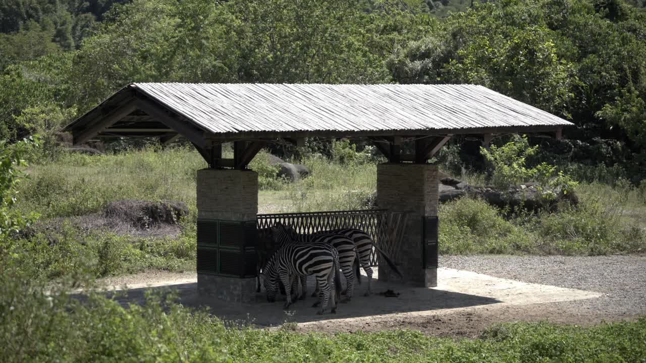 Couple of Zebras at the Taipei Zoo