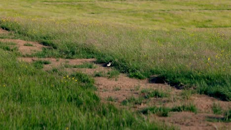 Hand-held-shot-of-a-magpie-walking-along-a-dry-patch-of-dirt-within-a-field