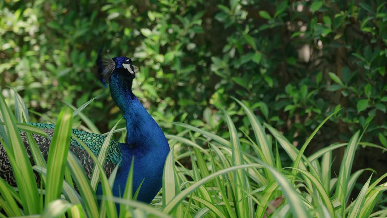 A close-up shot of a vibrant blue peacock at Sri Ayutthaya Lion Park, Thailand