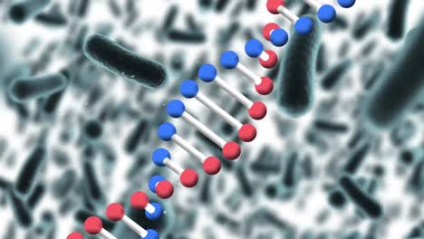 Animation-of-dna-strand-rotating-over-blood-cells,-on-white