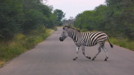 wild zebra crossing road in south africa