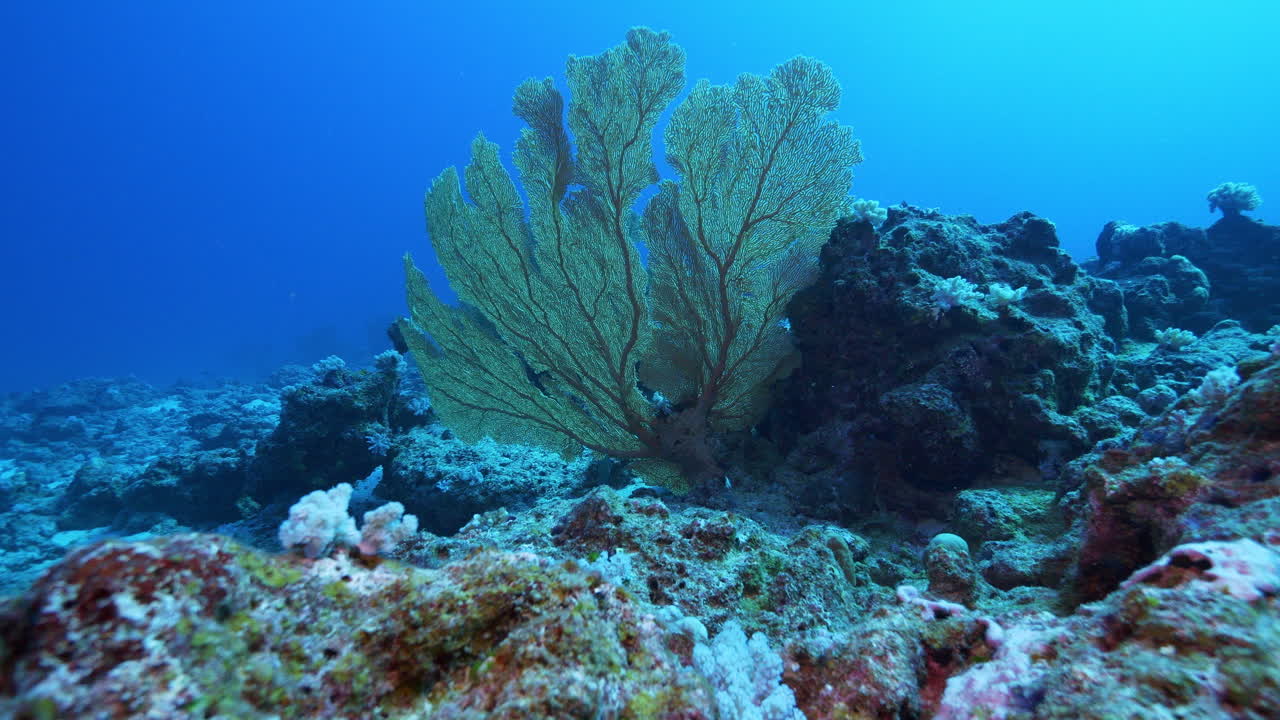 Un affascinante paesaggio sottomarino multistrato con una magnifica gorgonia che si erge contro lo sfondo dell'oceano blu profondo