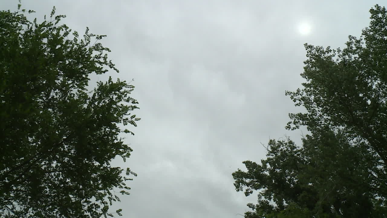 Cloudy Day with Trees