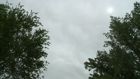 cloudy day with trees