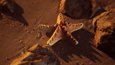 estrellas de mar en la playa de arena al atardecer