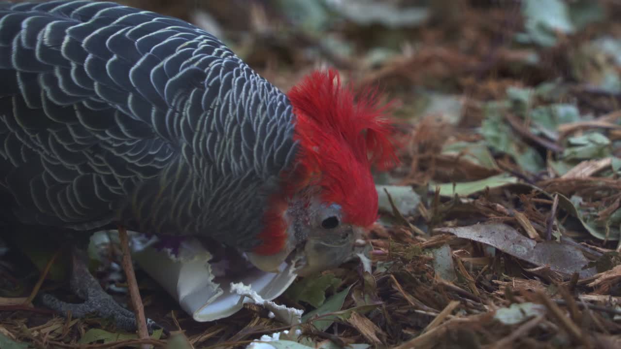 самец какаду, callocephalon fimbriatum с красным гребнем головы, играет с обогащением на земле с клювом в среде обитания, поощряет поиск пищи и естественное поведение, крупный снимок