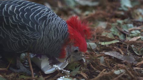 male gang-gang cockatoo, callocephalon fimbriatum with red head crest, playing with the enrichment on the ground with the beak in the habitat, encourage foraging and natural behaviour, close up shot