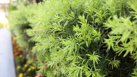 Close-up of a leafy green bush