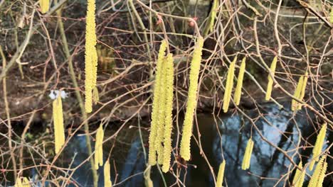 hazelnut flowers blow in the wind in front of a river