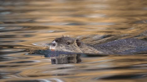 Nutria-Coypu-Nadando-En-El-Lago-Con-Reflejo-Cinematográfico,-Primer-Plano