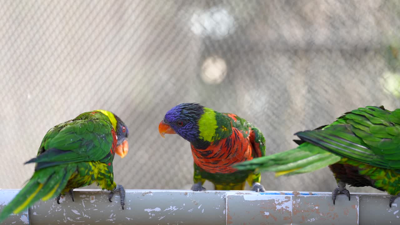 레인보우 lorikeets 무리는 호주의 뒷마당 모이통에서 먹습니다.