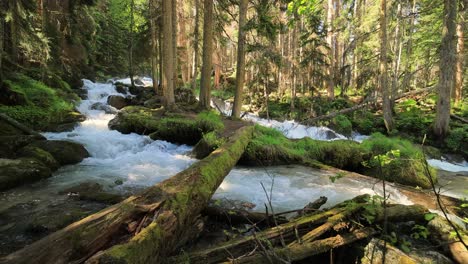 Gebirgsfluss-Im-Wald.-Wunderschöne-Tierlandschaft.