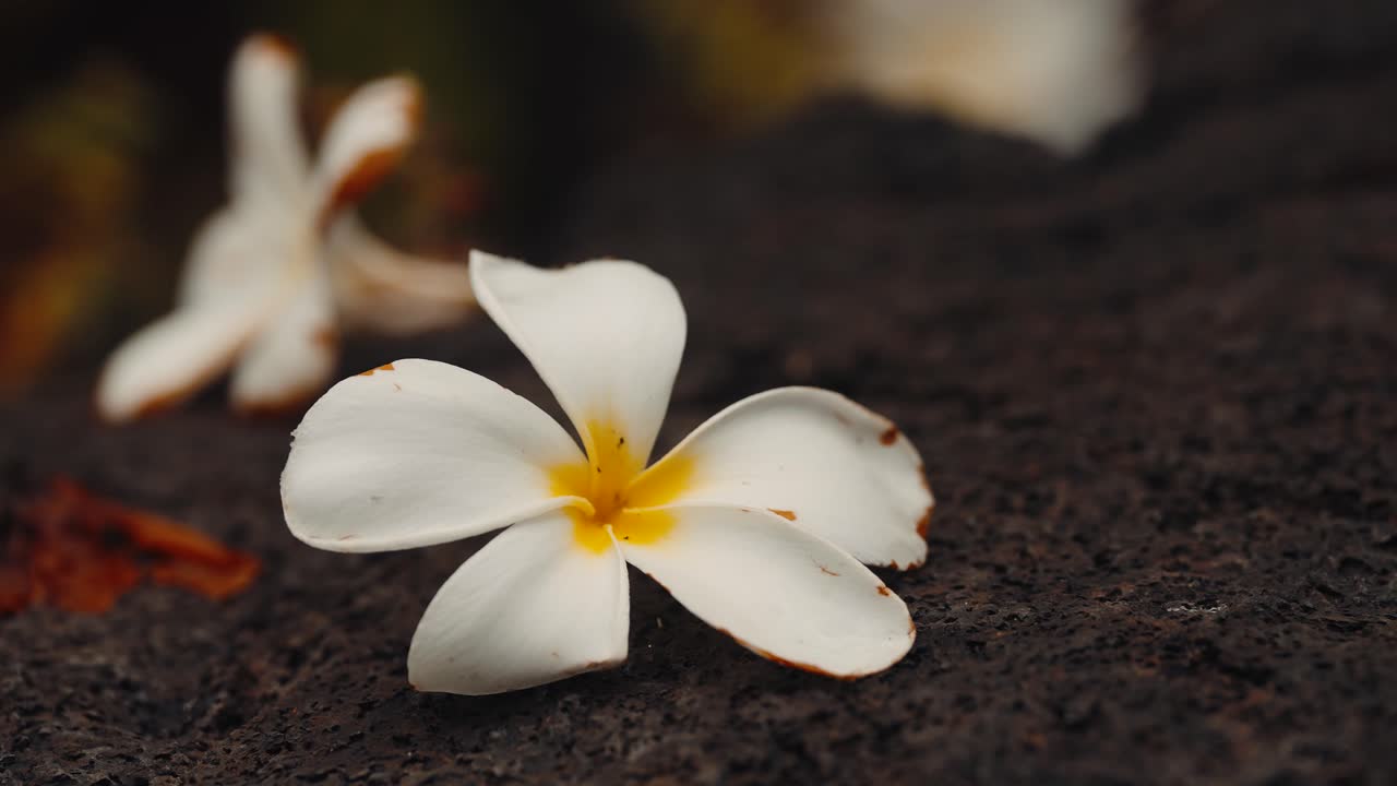 White yellow tropical lilikoi flower laying on rocky surface black rock static telephoto