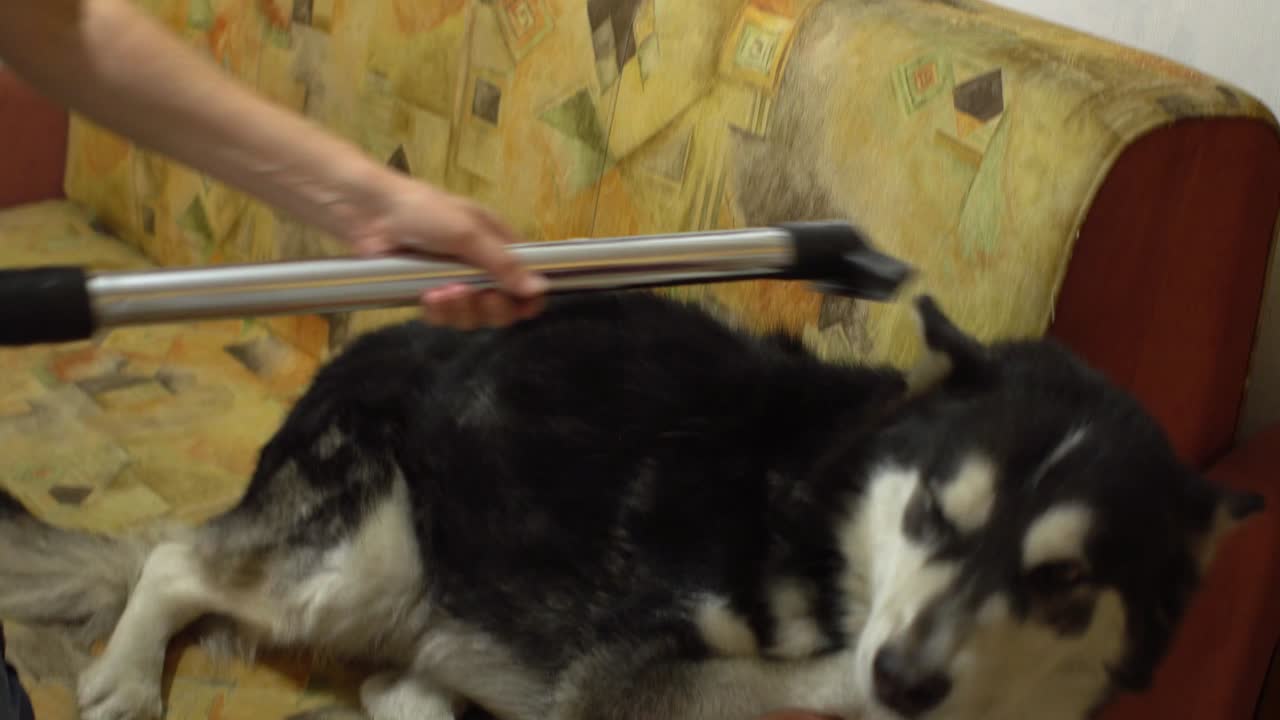 알래스카 말라무트 개 를 위해 진공청소기 를 사용하는 여자