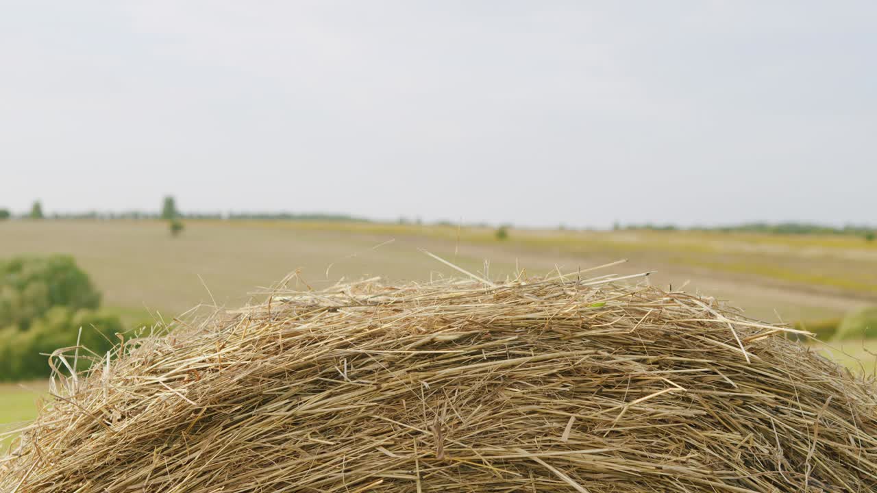 otoño - tiempo de cosecha. balas de heno de cerca. concepto de la agricultura.
