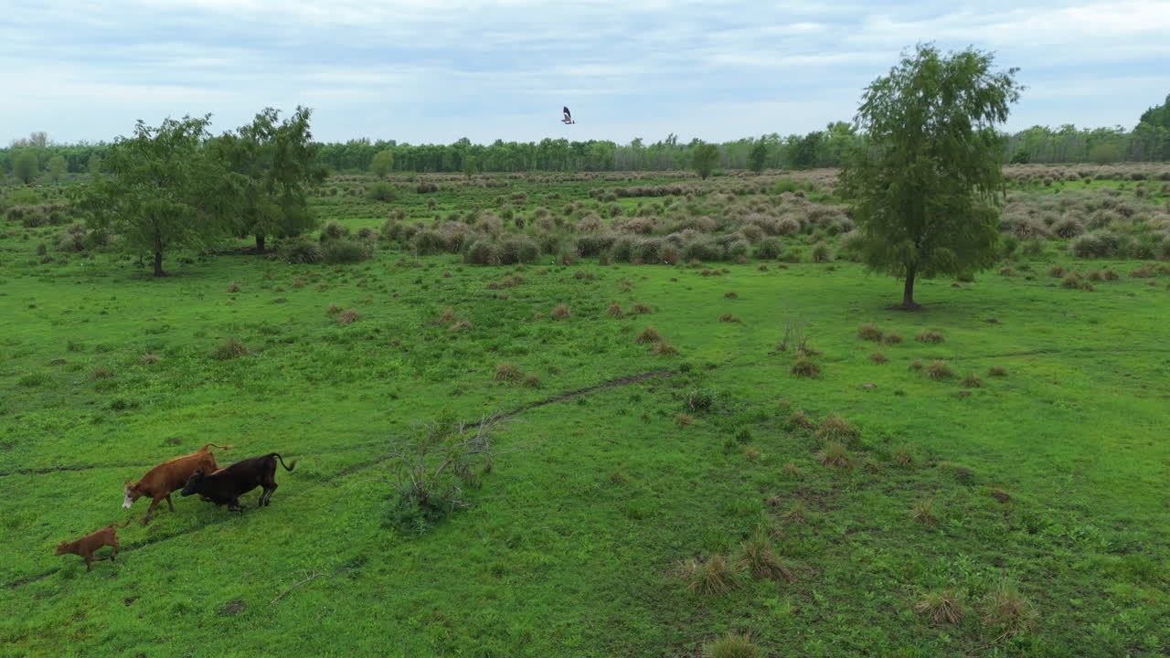 Paesaggio rurale ripreso da drone con bestiame sudamericano, mucche che corrono nei campi e nei prati