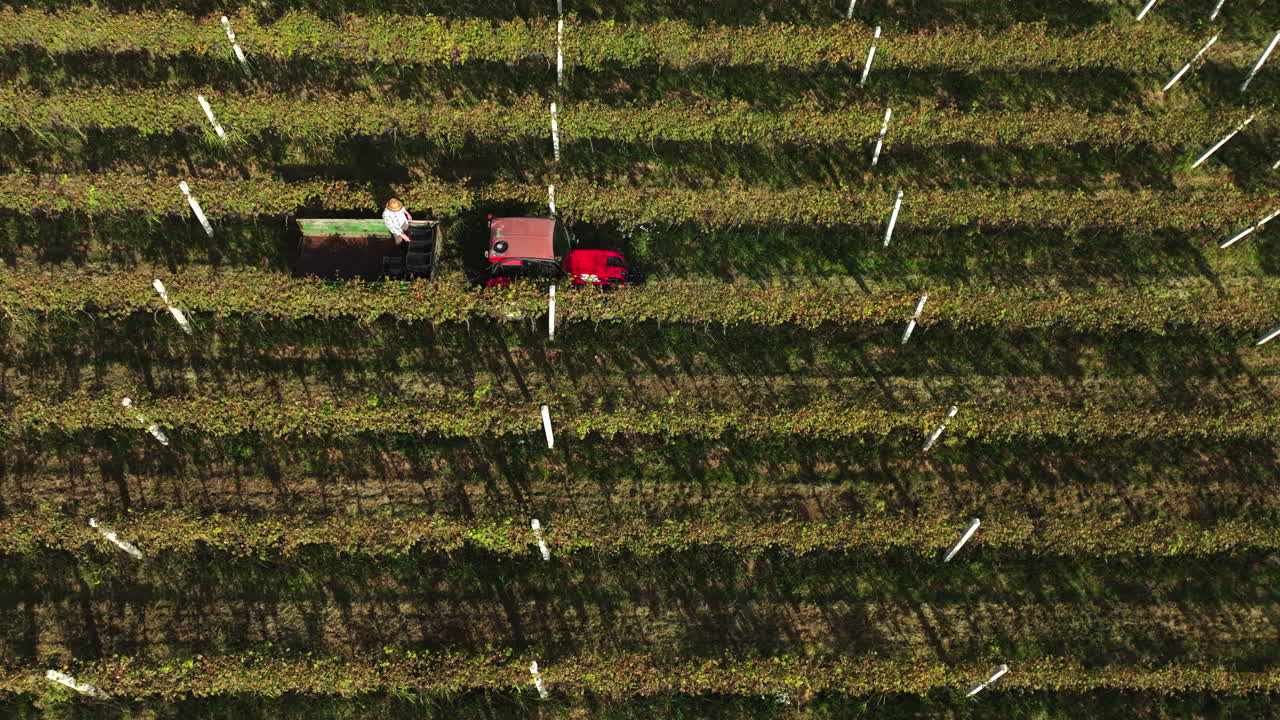 Aerial View of Vineyard with Tractor Harvesting
