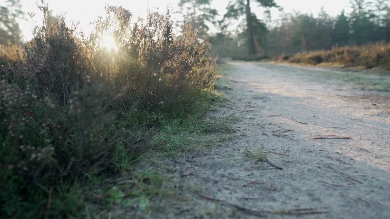 숲을 가로질러 해가 뜨는 길
