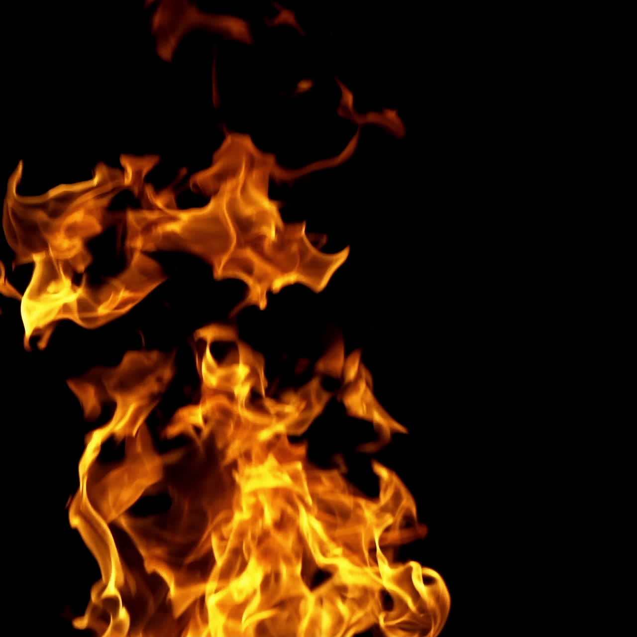 Great dance of bright colored fire isolated on black background. Slow motion of orange flame from burning fire at dark night.