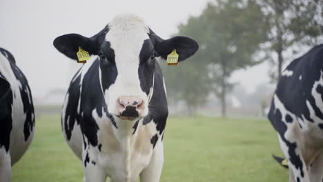 Vacas-De-Primer-Plano-En-Un-Campo-Comiendo-Hierba-En-Baja-Sajonia,-Alemania