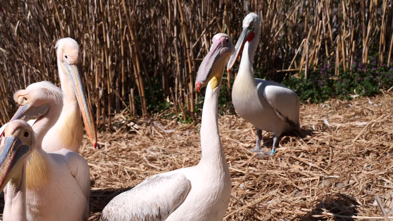 primer plano de pelícanos rosados descansando al aire libre en el campo de paja durante la luz del sol
