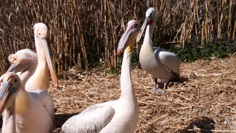 Close-up-shot-of-pink-Pelicans-resting-outdoors-in-straw-field-during-sunlight