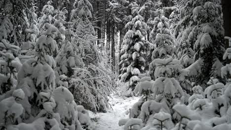 Bosque-Nevado-De-Cuento-De-Hadas-Cubierto-De-Nieve-Recién-Caída