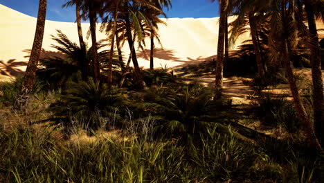 date palm plantation at sunset