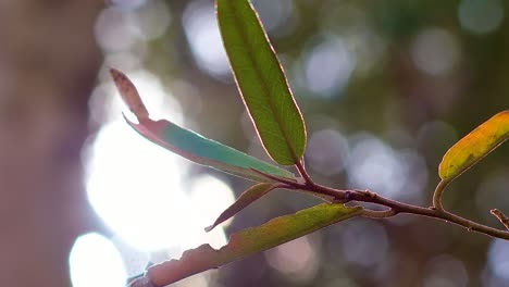 4k-60fps-Close-up-sun-flare-on-lush-green-leaves-in-a-Caribbean-forest