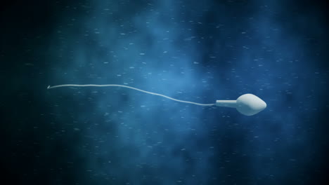 moving egg cell being fertilized by sperm