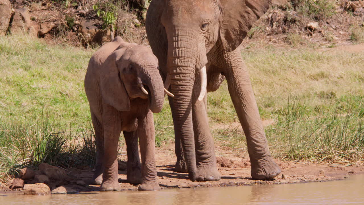 Elefante-da-savana-africano bebendo em um charco.