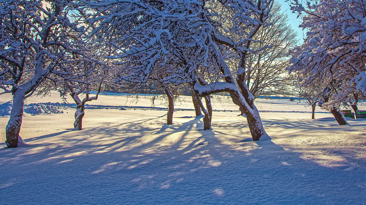 잎이 없는 뒤에 황금빛 일몰의 저속 촬영