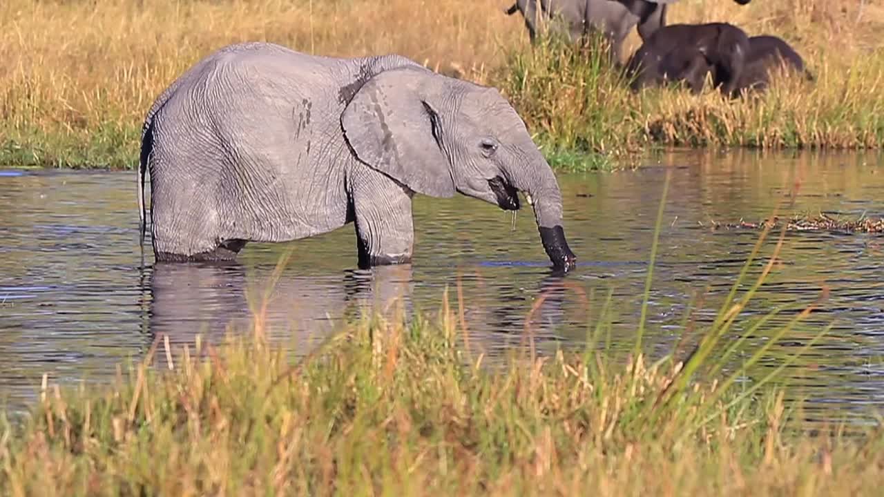 Afrikansk savanneelefant med delvist amputeret snabel drikker vand