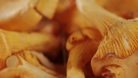 raw wild chanterelles mushrooms in rustic wooden box close up food, with forest green plants. organic fresh chanterelle background on a chair.