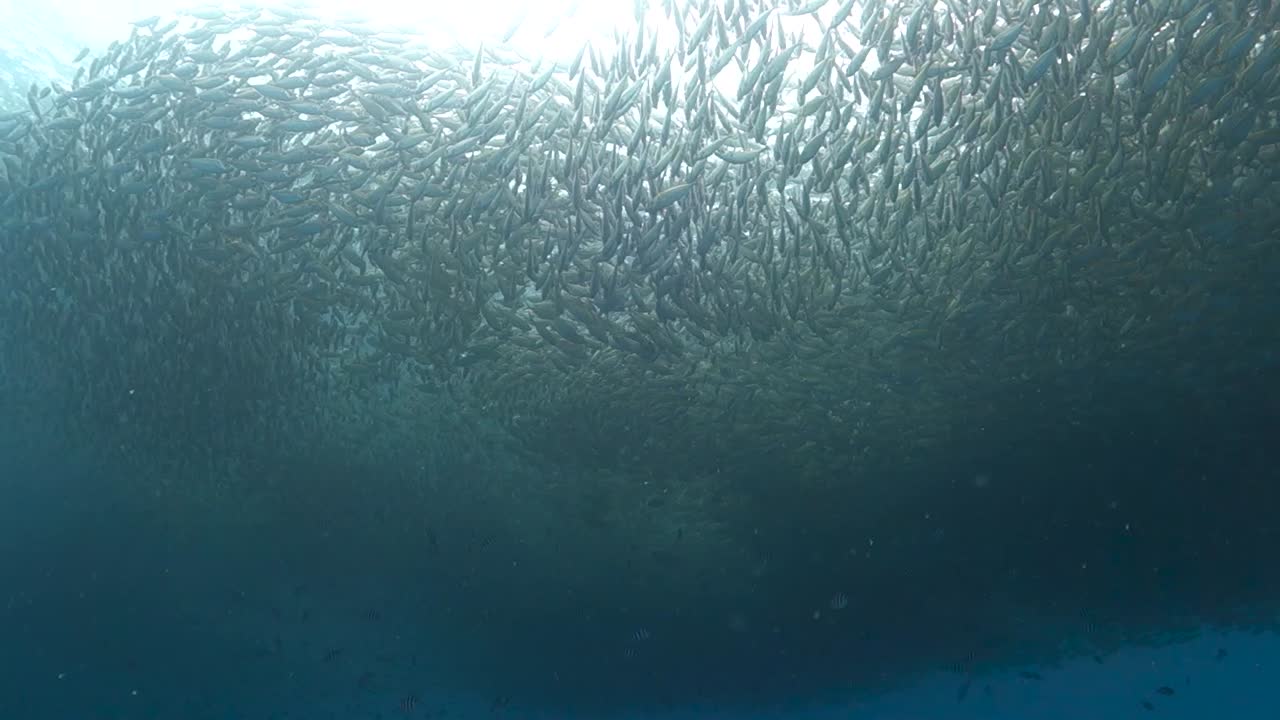 miles de cardúmenes de peces scad de ojo de buey juntos en aguas poco profundas de la bahía de la isla