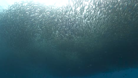 miles de cardúmenes de peces scad de ojo de buey juntos en aguas poco profundas de la bahía de la isla