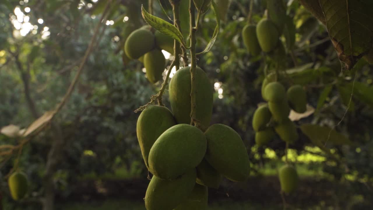Riprese ravvicinate di un grappolo di manghi verdi acerbi appesi a un ramo d'albero in un frutteto lussureggiante. Circondato da foglie vivaci e immerso in una calda luce naturale, la scena cattura la fase iniziale