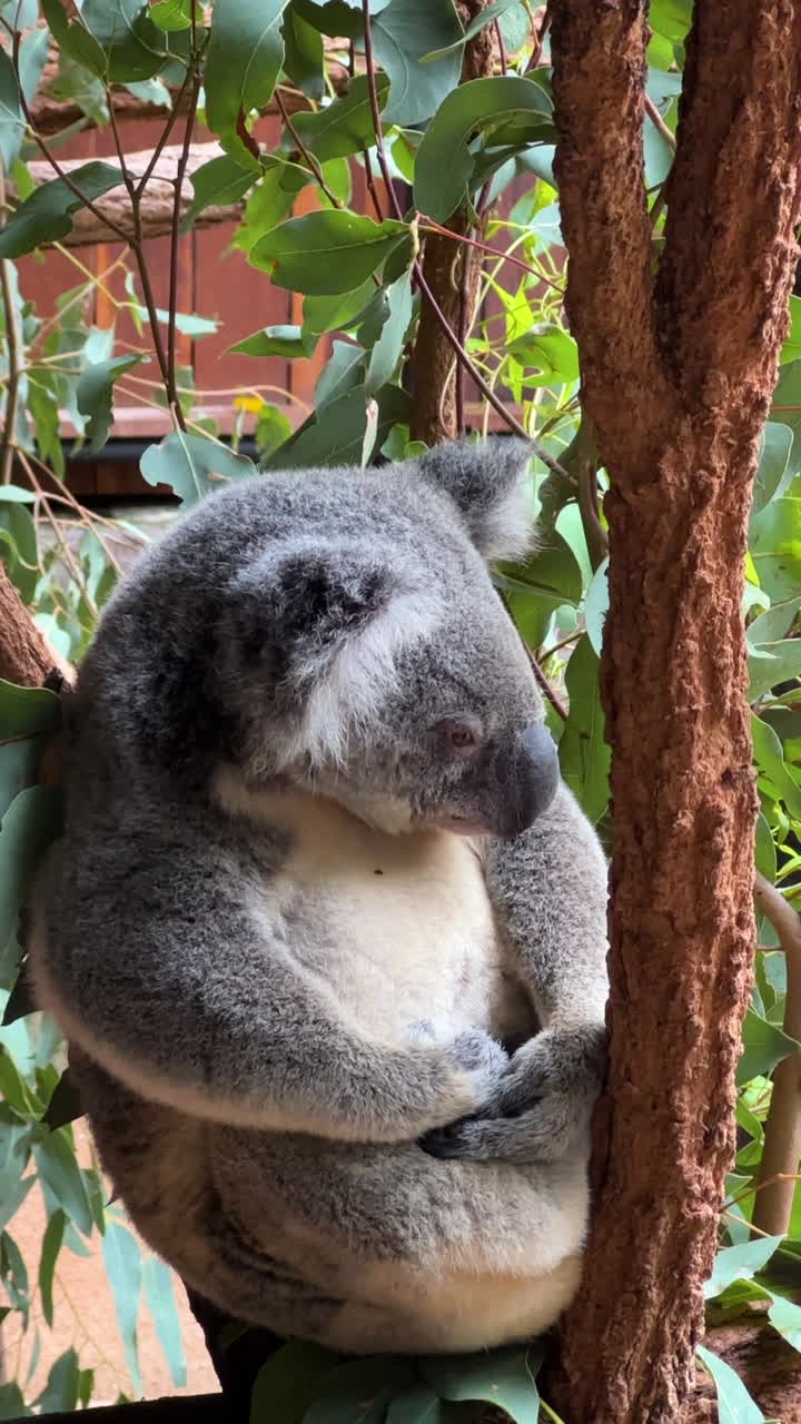Koala Sitting on Tree, Vertical View of Australian Native Animal, Close Up