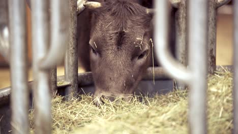 closeup of cute calf eating hay in a stable