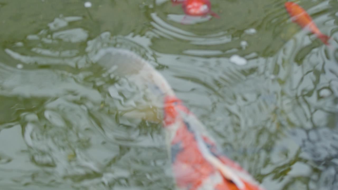 Large koi and goldfish swim near surface, creating ripples and bubbles in natural daylight