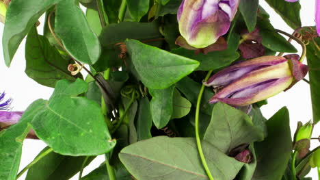 pasiflora 00