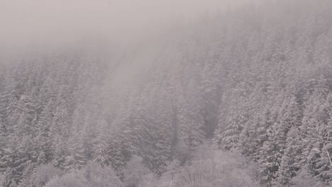 Los-Abetos-Cubiertos-De-Nieve-Se-Sacuden-En-Las-Nubes-Brumosas