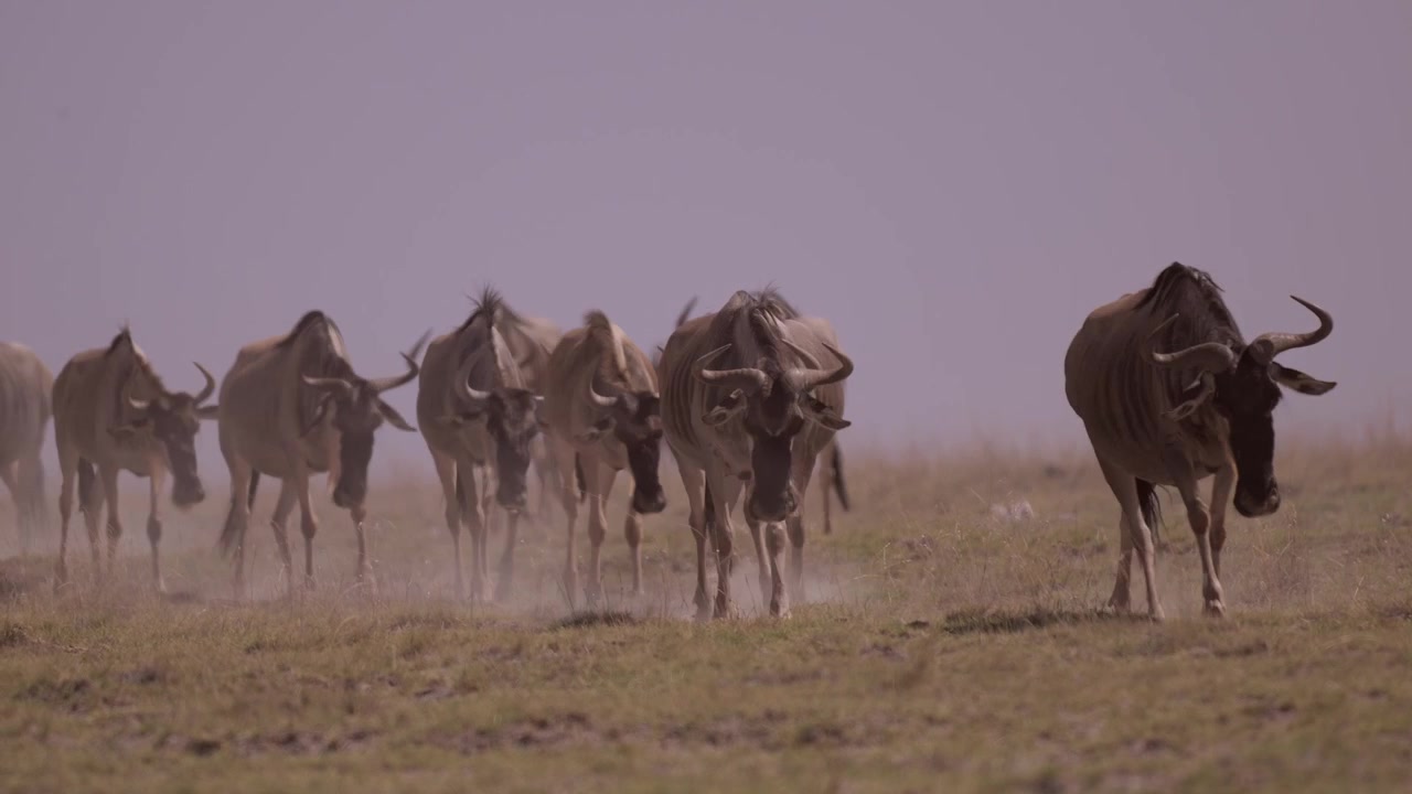 Drought with Wildebeest Gnu, Animals in Dry Season Dusty Conditions with Dust in Amboseli, Walking in Search of Water in African Wildlife Safari in Kenya in Africa.