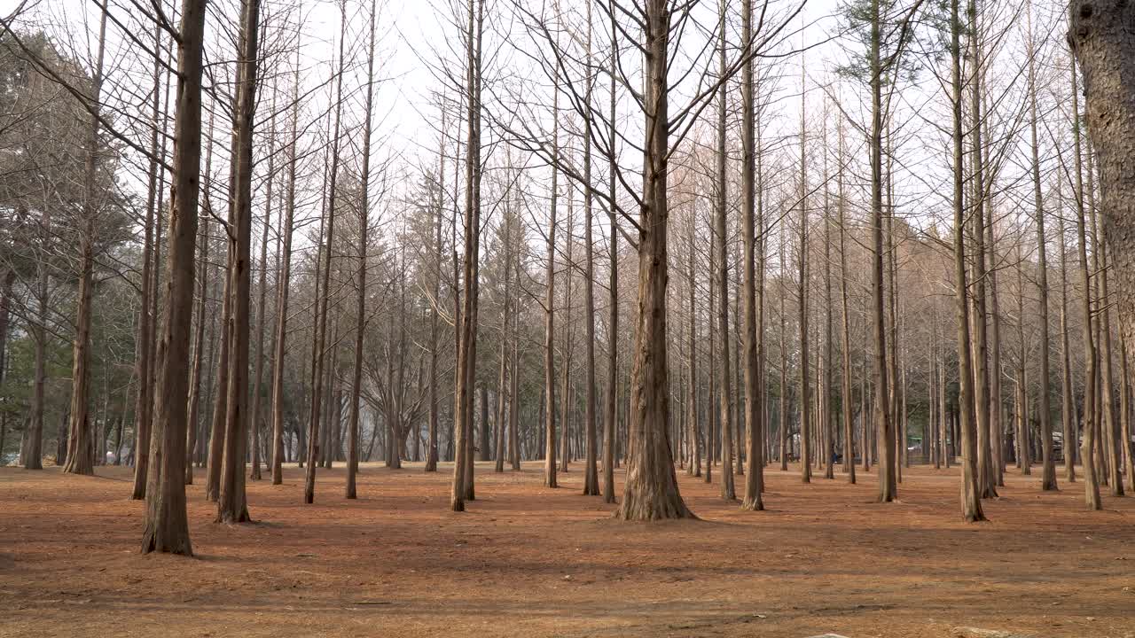 Nami Island spring red trees woman walks on bg