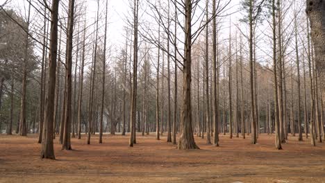 Nami-Island-spring-red-trees-woman-walks-on-bg