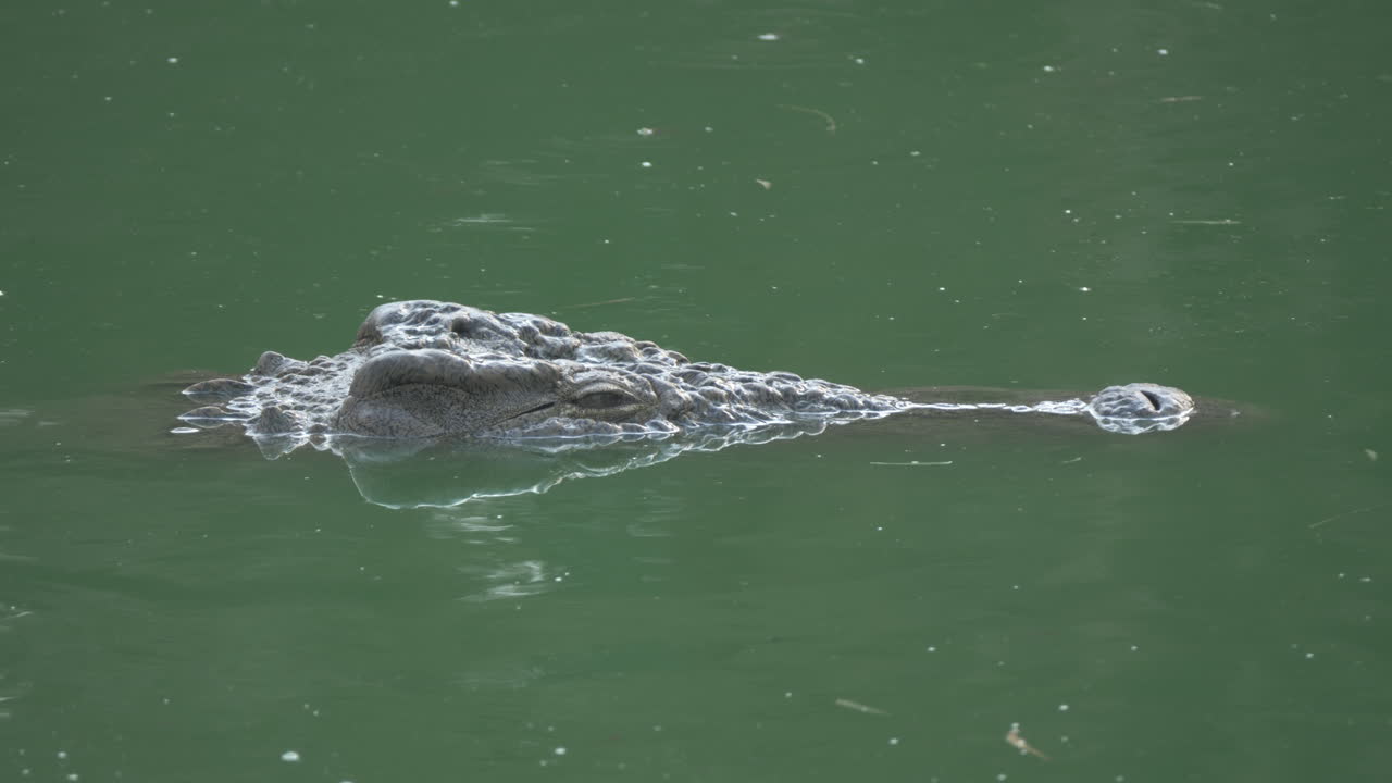 초록색 물 위 에 있는 악어 의 머리